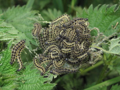 Small Tortoiseshell 4th instar larvae (pale form) - Crawley, Sussex 30-Apr-2017
