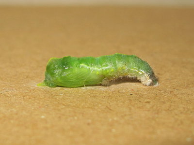 Small White larva pupating - Caterham, Surrey 2-Nov-2013