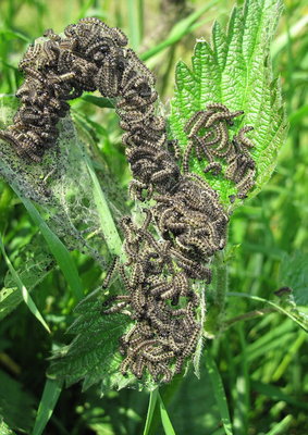 Small Tortoiseshell 3rd instar larvae (dark form) - Coulsdon, Surrey 31-May-2013