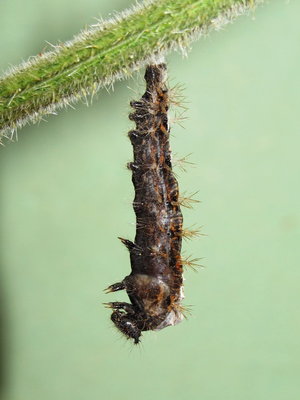 Comma larva (commencing pupation) - Caterham, Surrey 22-Sept-2012