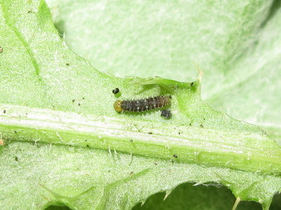 Painted Lady larva 2nd instar (freshly emerged) - Lancing, Sussex 20-July-2019