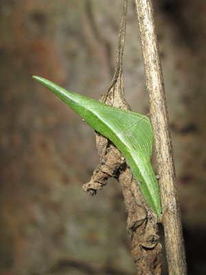 Orange-tip pupa - Gatwick, Sussex 14-Aug-2018