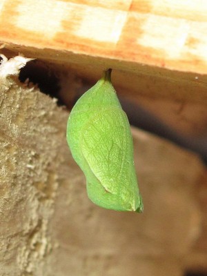 Speckled Wood pupa in roof of shed - Caterham,Surrey 1-Nov-2009