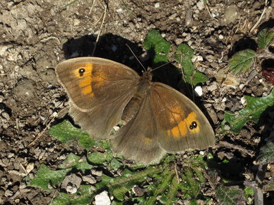 Meadow Brown - Mill Hill, Sussex 2-Nov-2018
