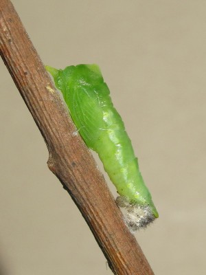 Green-veined White pupa (pale larval skin)