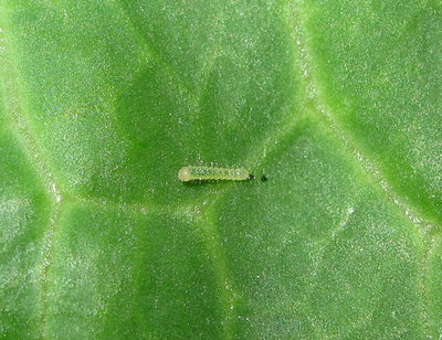 Small White larva (1st instar) - Crawley, Sussex 13-Sept-2017