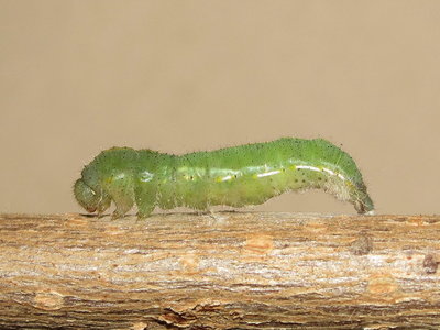@ 39 seconds - spiracular linings appear as white streaks along the side of the larva
