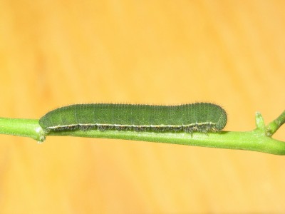 Clouded Yellow larva 5th instar - Crawley, Sussex 3-Oct-2020