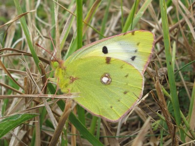 Clouded Yellow female (f. helice) - Birling Gap, Sussex 28-Sept-2009