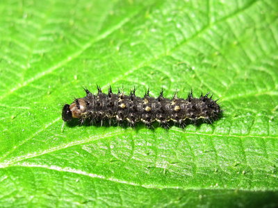 Painted Lady larva 4th instar (pre-moult) - Crawley, Sussex 18-April-2018