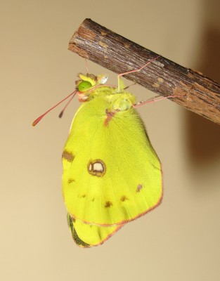 Clouded Yellow male (inflating wings) - Crawley, Sussex 30-Oct-2020