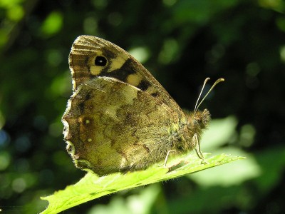 Speckled Wood male - Crawley, Sussex 8-June-2005