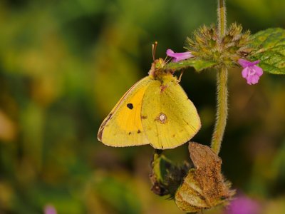 Clouded Yellow - Mill Hill, Sussex 16-Nov-2017 (David Cook)
