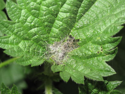 Painted Lady larval shelter (3rd instar) on nettle - Lancing, Sussex 1-Sept-2019