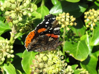 Red Admiral - Lancing, Sussex 6-Oct-2021