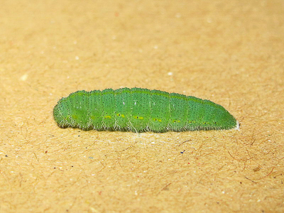 Small White (5th instar) larva #4 female