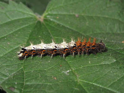 Comma larva 5th instar - Caterham, Surrey 19-Sept-2012