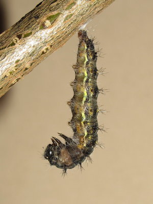 Painted Lady larva (10 mins. before pupation) - Crawley, Sussex 24-April-2018