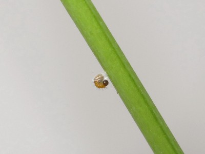 Orange-tip larva emerging - Crawley, Sussex 22-April-2020