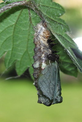 Red Admiral larva completing pupation, Caterham, Surrey 29-June-2011