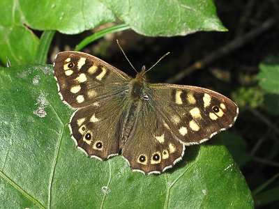 Speckled Wood - Crawley, Sussex 30-March-2017