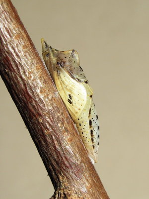 GVW pupa (24 hours before emergence) 18-April-2014