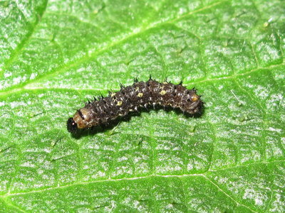 Painted Lady larva 3rd instar (pre-moult) - Crawley, Sussex 13-April-2018