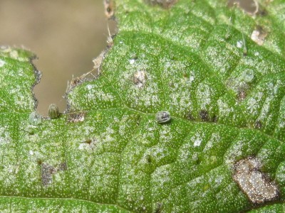 Four Red Admiral eggs - Crawley, Sussex 9-Feb-2022