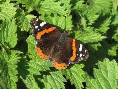 Egglaying Red Admiral - Lancing, Sussex 21-Oct-2018