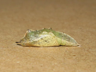 Small White pupa (23 hours before emergence) - Caterham, Surrey 2-May-2014