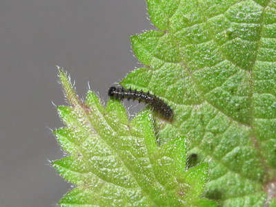 Red Admiral 2nd instar larva - Crawley, Sussex 31-Jul-2018