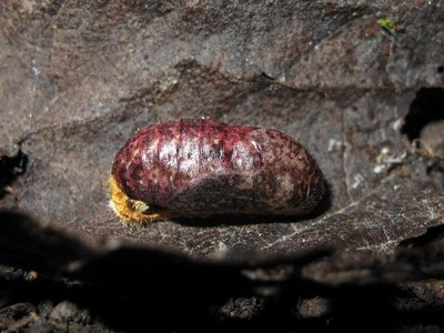 Brown Hairstreak pupa (L2) 5 hours after pupation