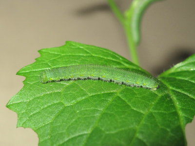 GVW fifth instar larva - Crawley, Sussex 25-May-2015