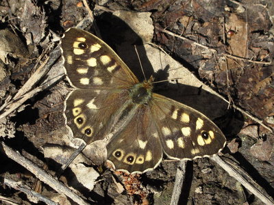Speckled Wood - Crawley, Sussex 25-March-2017