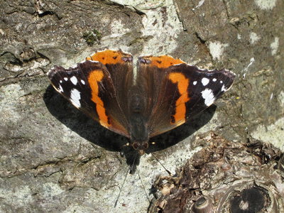 Red Admiral - Crawley, Sussex 20-Feb-2019