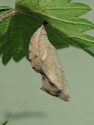 Typical Red Admiral pupa, Caterham, Surrey 4-July-2011