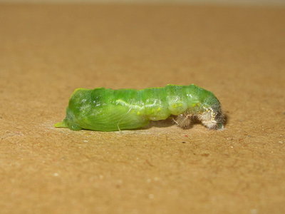 Small White larva completing pupation - Caterham, Surrey 2-Nov-2013