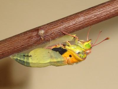 Clouded Yellow adult female emerging, depositing menconium in the pupal case - Crawley, Sussex 24-Oct-2020