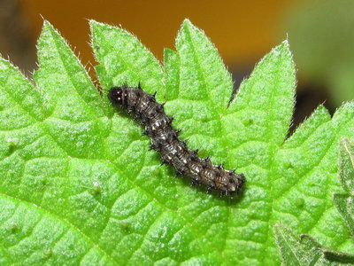 Painted Lady larva 3rd instar (dark) - Crawley, Sussex 11-April-2018