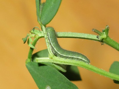 Clouded Yellow larva 4th instar  - Crawley, Sussex 26-Sept-2020
