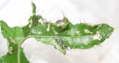 Painted Lady larvae 1st instar - Crawley, Sussex 1-Oct-2019