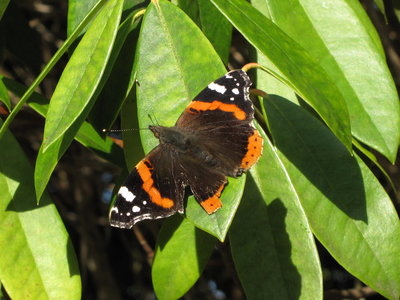 Red Admiral - Crawley, Sussex 30-Jan-2018