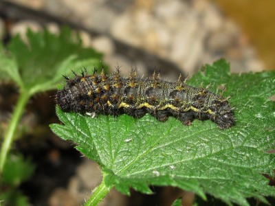 Red Admiral 5th instar larva - Crawley, Sussex 29-Mar-2023 (L5)