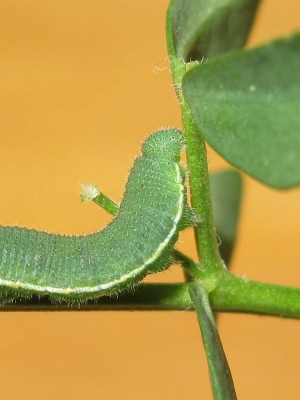 Clouded Yellow larva 4th instar  - Crawley, Sussex 3-Oct-2020