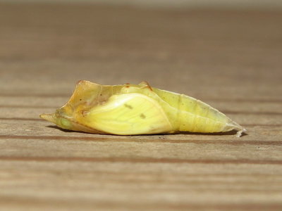 GVW pupa (soft form) 12 hours before emergence - Crawley, Sussex 3-June-2017