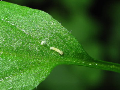 Small White larva (1st instar) - Caterham, Surrey 5-Aug-2012