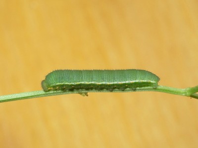 Clouded Yellow larva 4th instar (pre-moult)  - Crawley, Sussex 1-Oct-2020