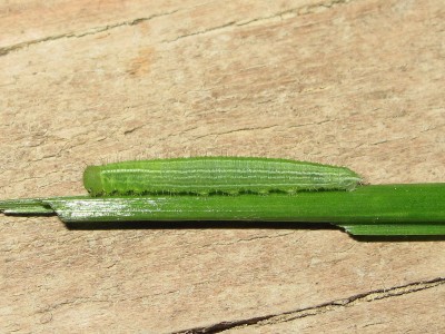 Speckled Wood larva (third instar) - Crawley, Sussex 12-June-2014