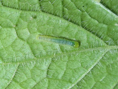 GVW third instar larva - Crawley, Sussex 15-May-2017