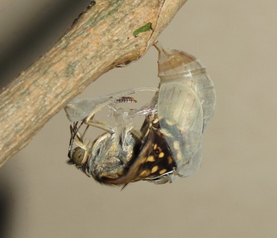 Speckled Wood emerging - Crawley, Sussex 4-July-2014